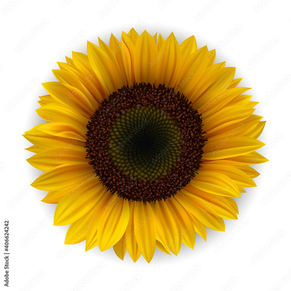 Fototapeta premium Realistic Detailed 3d Yellow Sunflower. Vector