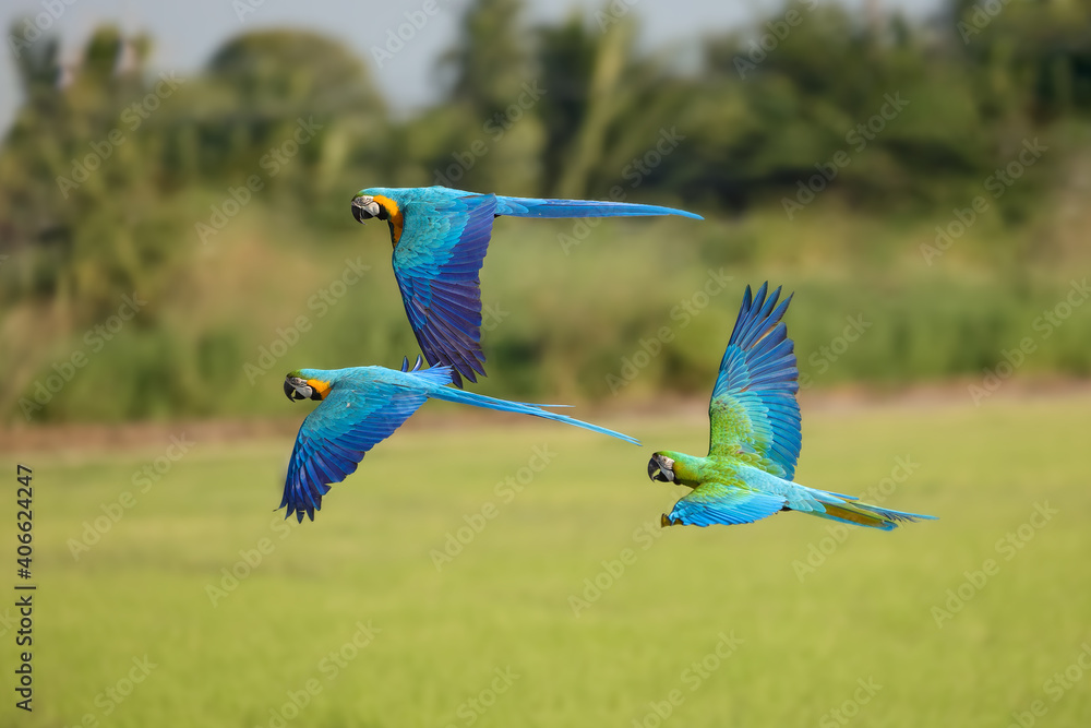 Obraz premium Macaw parrot fly in dark green vegetation. Scarlet Macaw, Ara macao, in tropical forest 