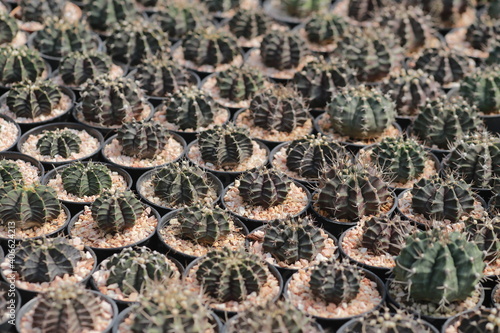 Cultivation of cactus in a greenhouse