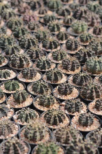 Cultivation of cactus in a greenhouse