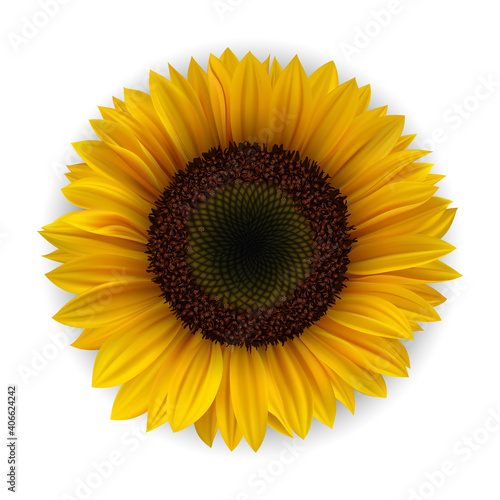 Realistic Detailed 3d Yellow Sunflower. Vector