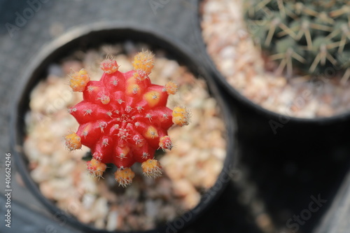 Cultivation of cactus in a greenhouse