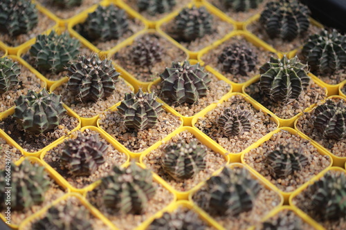 Cultivation of cactus in a greenhouse