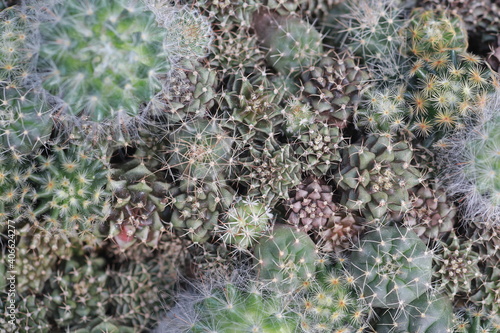 Cultivation of cactus in a greenhouse