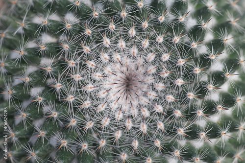 Cultivation of cactus in a greenhouse