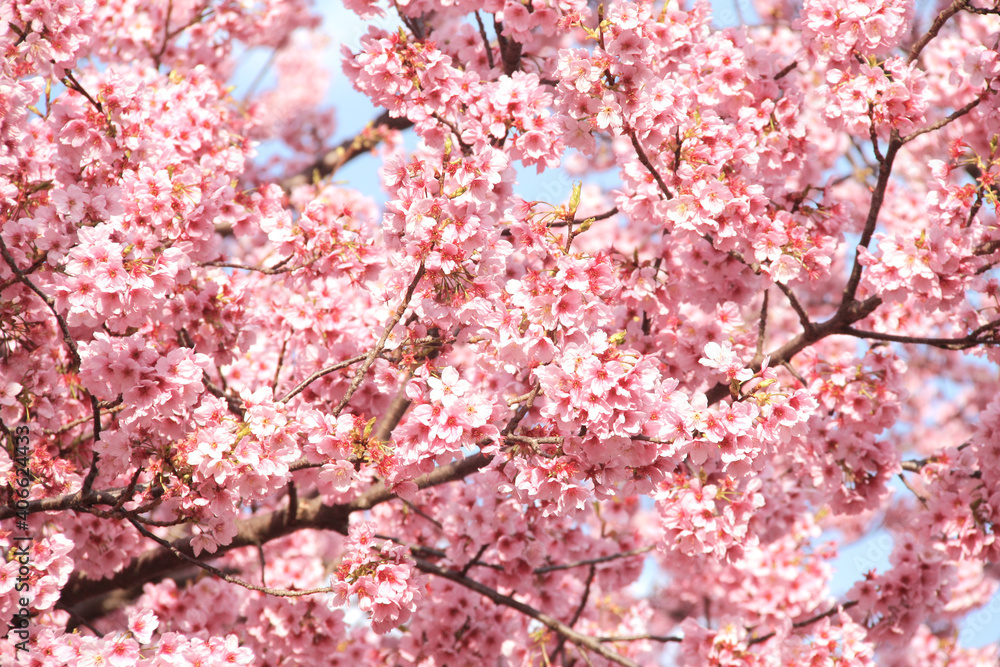 Branch of the blossoming sakura with pink flowers Branch of the blossoming sakura with pink flowers