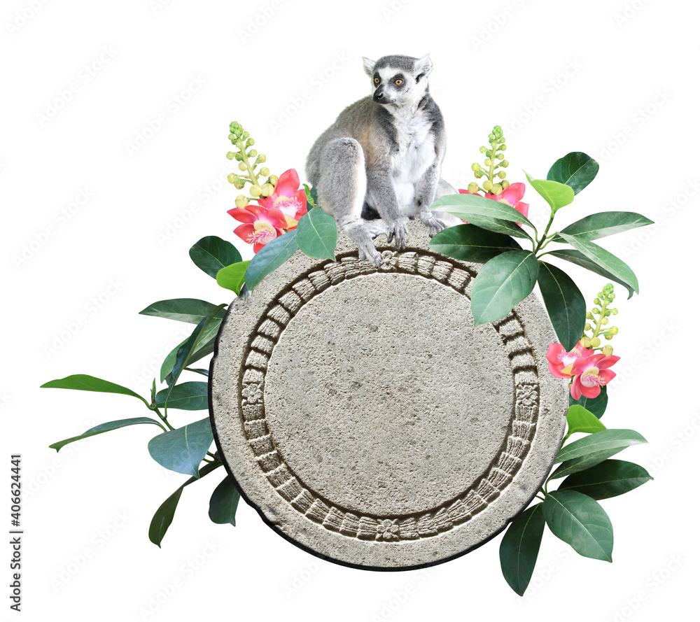 Fototapeta premium Ringtailed lemur, old stone, flower and leaves of tropical plant
