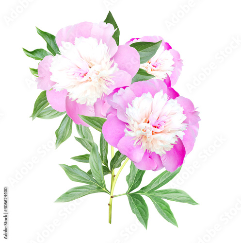 Branch of peony with pink flower