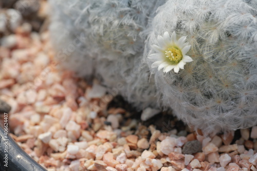 Cultivation of cactus in a greenhouse
