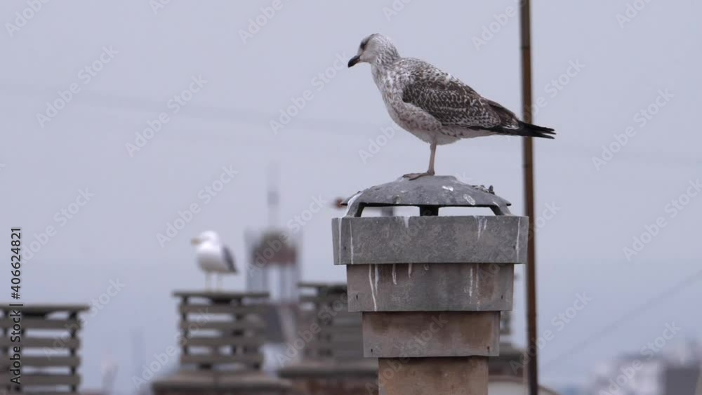 A seagull perched on a rooftop cleaning its feathers on a misty day A seagull perched on a rooftop cleaning its feathers on a misty day