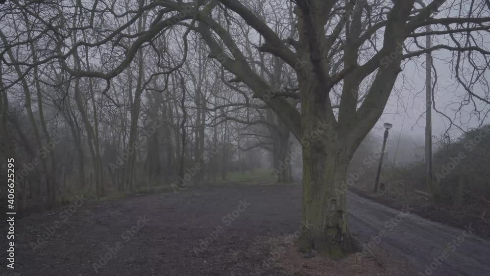 Foggy day in dark forest in cambridge during winter time. england uk. Tree without leaves Foggy day in dark forest in cambridge during winter time. england uk. Tree without leaves