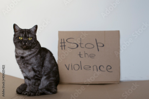 A cat sitting near a cardboard sign with the inscription - stop violence. Animal cruelty concept