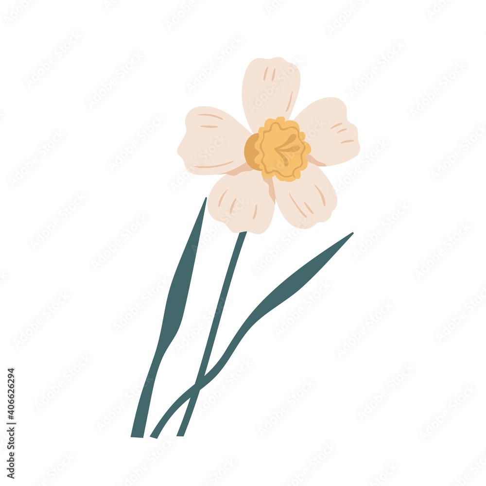 Elegant blossomed daffodil flower with stem and leaves. Delicate blooming narcissus. Gorgeous botanical floral element. Colorful flat vector illustration isolated on white background