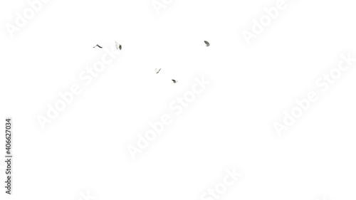 White doves flying on white background with alpha matte. 3D rendering group of birds flying on white background.
