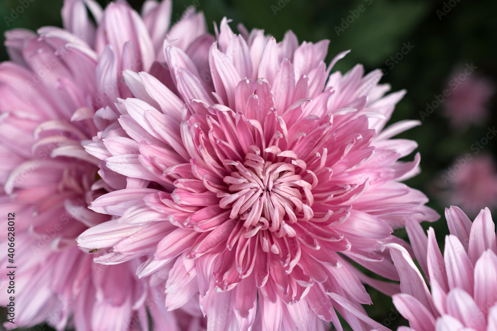 Autumn. Blooming chrysanthemum..