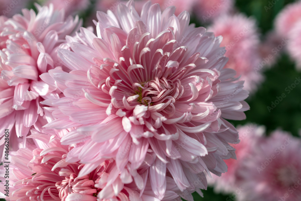 Autumn. Blooming chrysanthemum.. Autumn. Blooming chrysanthemum..