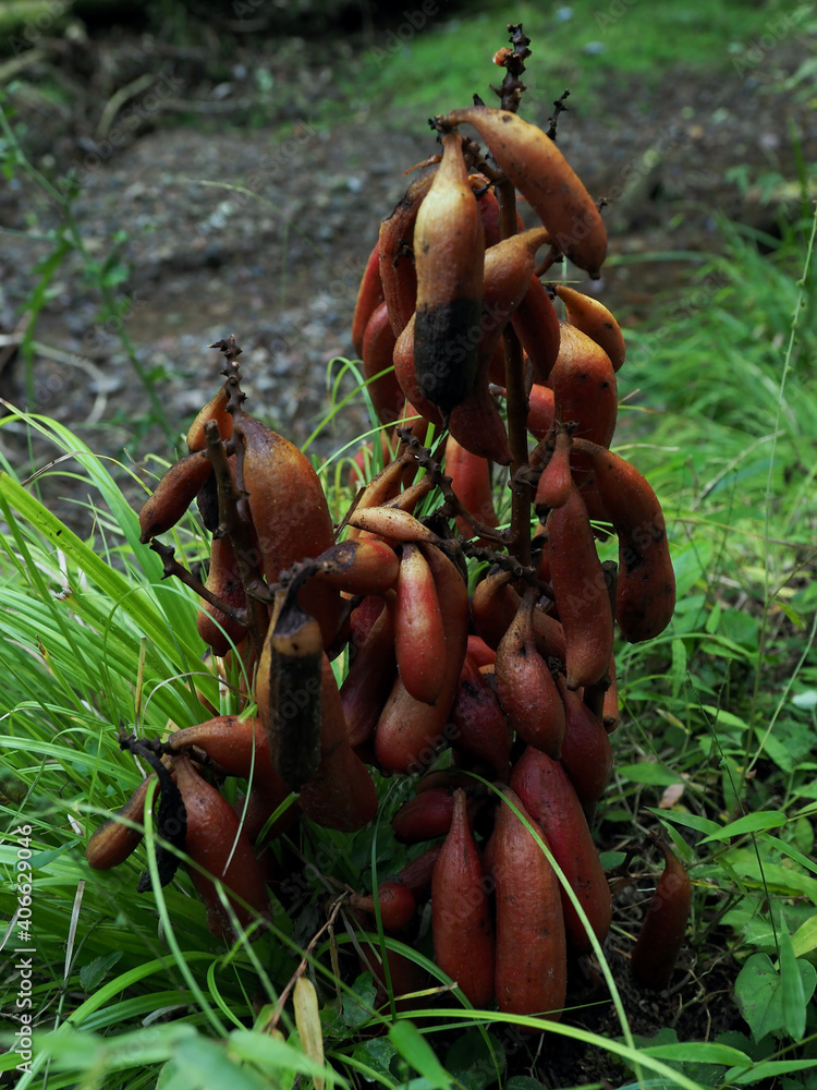 Obraz premium 腐生植物･ツチアケビ