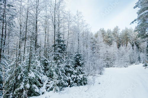 Winter forest landscape. © alurk