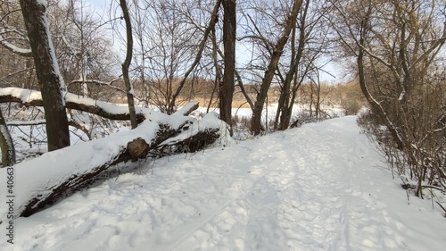 Fallen tree in winter park