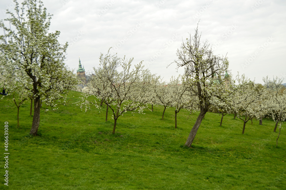 Blooming trees in Petrin, Prague, Czech Republic Blooming trees in Petrin, Prague, Czech Republic