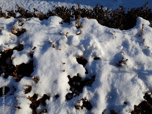 bush on snow detail view_0901 © haena