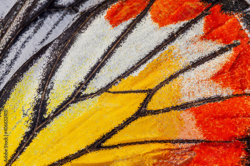 Macro closeup of butterfly wing texture background pattern.