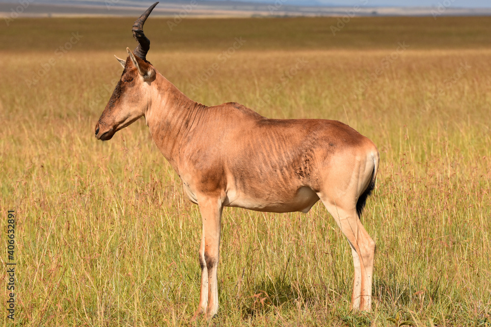 Hartebeest in Maasai Mara, Kenya Hartebeest in Maasai Mara, Kenya
