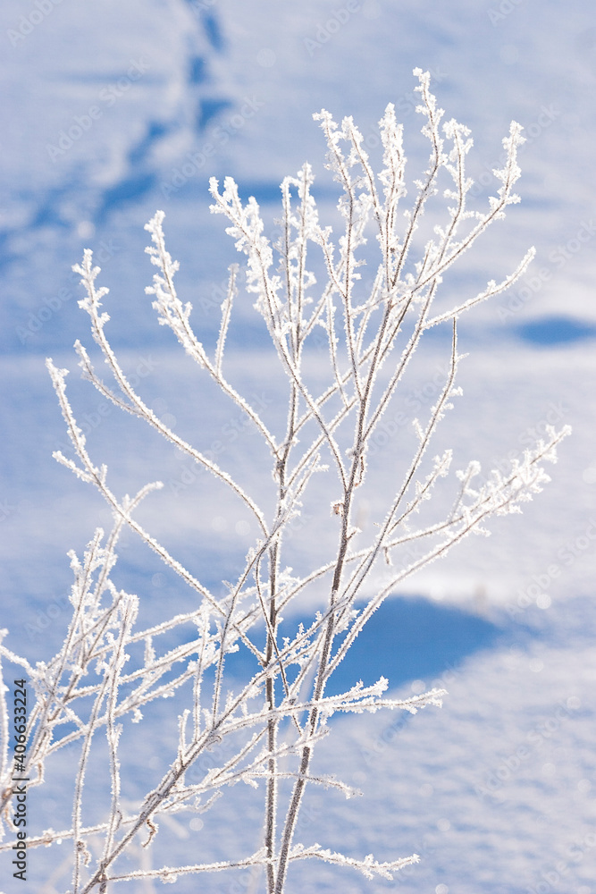 Winter landscape with footprints in the snow and a frozen plant Winter landscape with footprints in the snow and a frozen plant