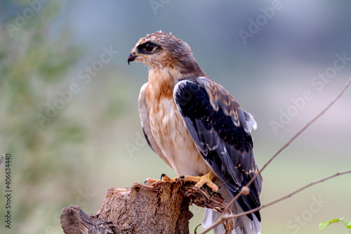 The black-shouldered kite Elanus axillaris also known as the Australian black-shouldered kite photo