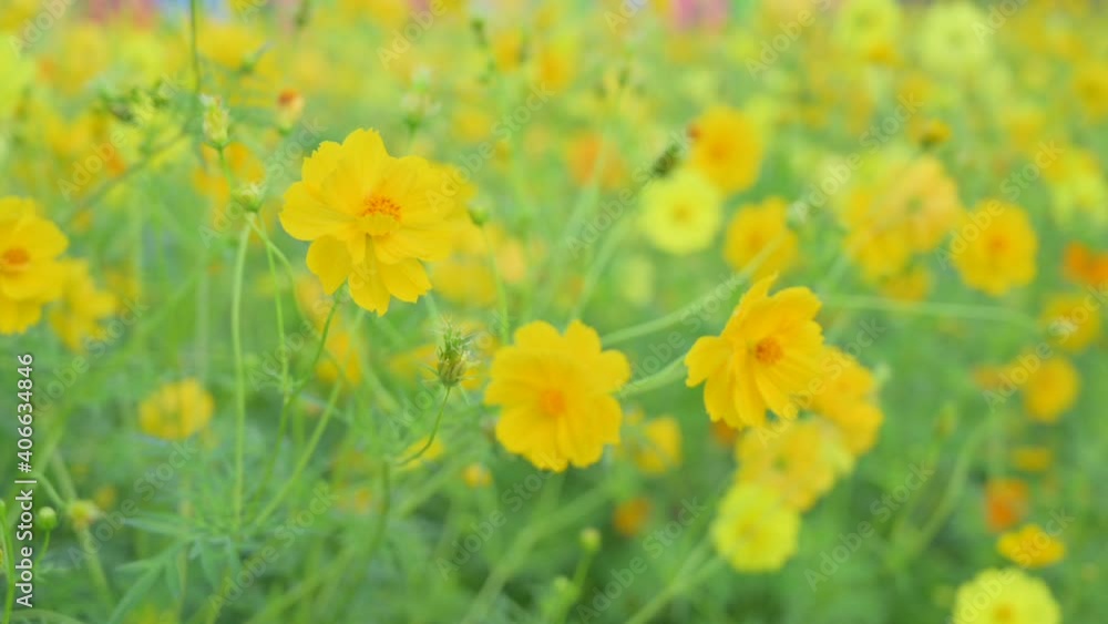 Cosmos flowers blooming in the city park of flowers Cosmos flowers blooming in the city park of flowers