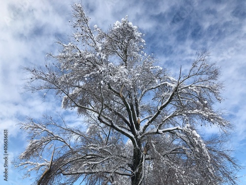 Tree beautifully covered in a thick and heavy mantle of snow. Trees bending and bursting under the snow weight. photo