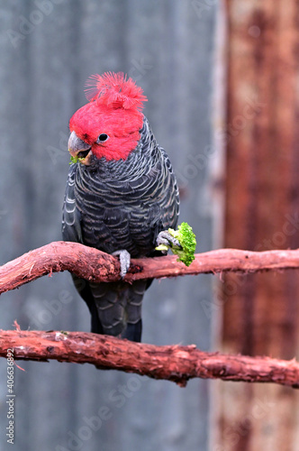 Gang Gang Cockatoo full length photo