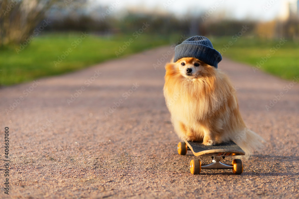 dog and sports. Cool Pomeranian in hat riding in skateboard on the