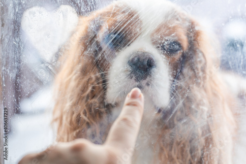 Cinematic defocus shot through dirty blurred glass. Finger touching face of Cavalier King Charles Spaniel dog through frozen glass of the door. photo