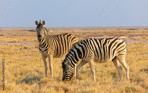 Two Plains zebra s  Equus quagga  on dry savanna in late afternoon light 