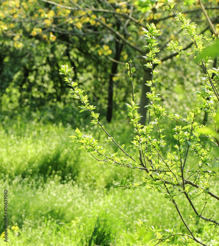 Young shoots of plum branches in the background  green grass