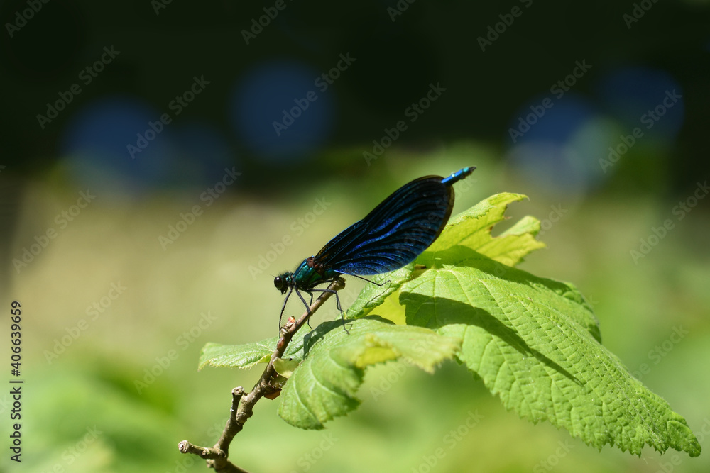 Photo macro blue dragonfly calopteryx profil in the nature Photo macro blue dragonfly calopteryx profil in the nature