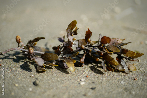 A dead sea plant stranded on white sand © Riezaldi