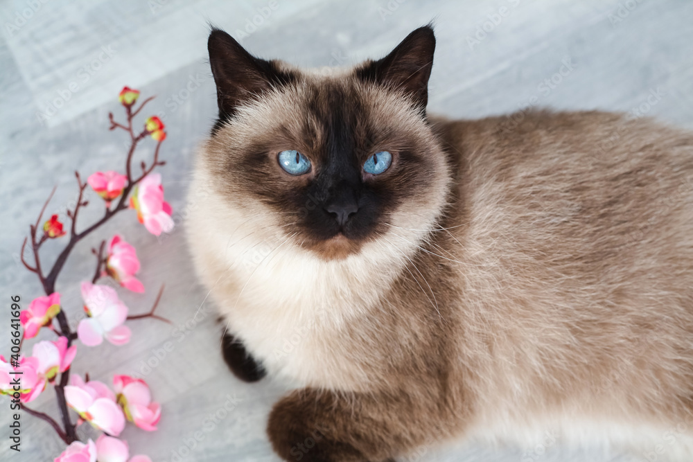Portrait of the Siamese cat. Blue eyes.