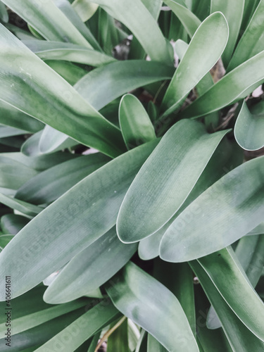 Green leaves closeup background texture