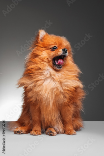 A cute redhead Pomeranian Spitz sitting on a light gray, yawning with his mouth open, looking away. Teeth and tongue are visible. © Andrey_Maksimov