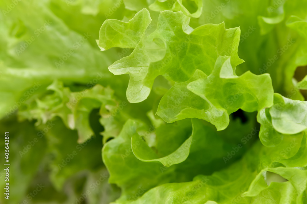 Fresh Green Leaf Lettuce, Salad leaf. Fresh Green Leaf Lettuce, Salad leaf.