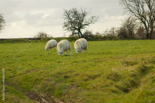 Sheep grazing in a field