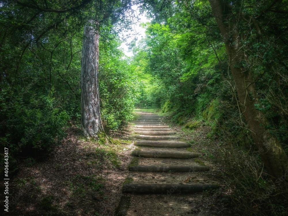 Fototapeta premium forest trail