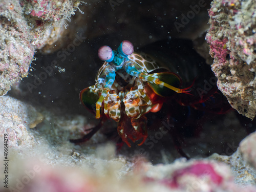 Peacock mantis shrimp lurking in its burrow (Mergui archipelago, Myanmar)