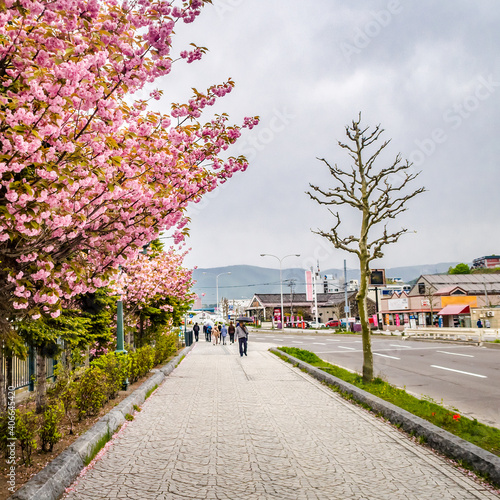 Sakura blossom street in Sapporo, Japan