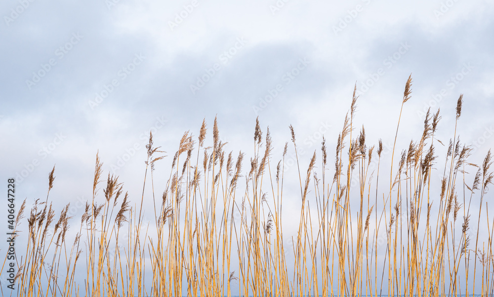 Fototapeta premium reeds in the wind