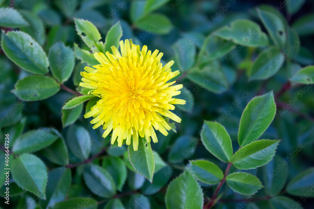 Beautiful yellow dandelion grow inside a leaves from rose. Bright fluffy dandelion flower on the background of green leaves Beautiful yellow dandelion grow inside a leaves from rose. Bright fluffy dandelion flower on the background of green leaves