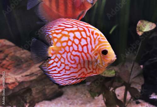 Red and white discus (Pompadour fish) are swimming in freshwater aquarium. Symphysodon aequifasciatus is freshwater cichlids fish native to the Amazon river, South America. 