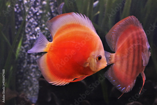 Red discus (Pompadour fish) are swimming in freshwater aquarium. Symphysodon aequifasciatus is freshwater cichlids fish native to the Amazon river, South America. 